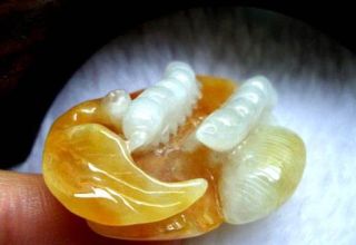 无私奉献的翡翠蚕代表的寓意是什么呢
