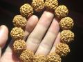 怎樣挑選金剛菩提?   金剛菩提為什么會變紅