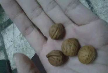 桃核手串制作过程图解  桃核手串制作过程详解