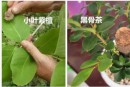 黑骨茶和小葉紫檀的區(qū)別  黑骨茶和小葉紫檀怎么區(qū)分