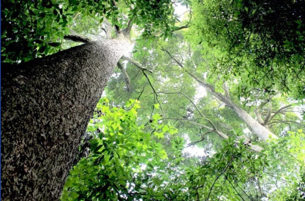 金丝楠木要多少年成材   金丝楠木的生长环境