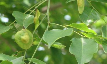 小叶紫檀树开花图片 小叶紫檀树开花是什么样的