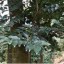 沉香树家里种植方法 家里可以种植沉香树吗