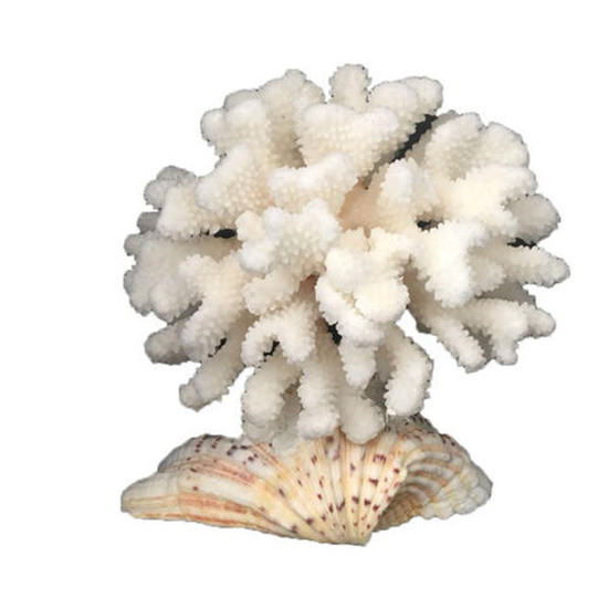 珊瑚摆放风水讲究 珊瑚有哪些价值