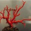 红珊瑚的风水作用   红珊瑚有什么风水作用呢