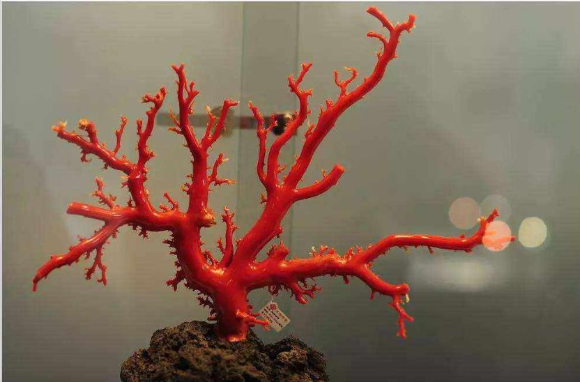 红珊瑚的风水作用   红珊瑚有什么风水作用呢