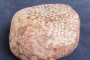 珊瑚化石原石图片 珊瑚化石原石鉴别