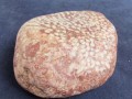 珊瑚化石原石图片 珊瑚化石原石鉴别