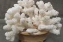 天然的白珊瑚值钱吗   天然的白珊瑚价格