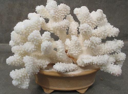 天然的白珊瑚值钱吗   天然的白珊瑚价格