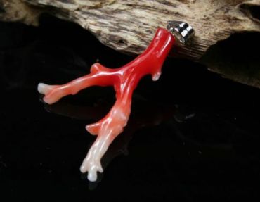 阿卡珊瑚多少钱一克   阿卡珊瑚的价格