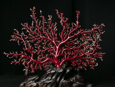 红珊瑚五行属什么  红珊瑚的风水作用