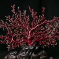 红珊瑚五行属什么  红珊瑚的风水作用