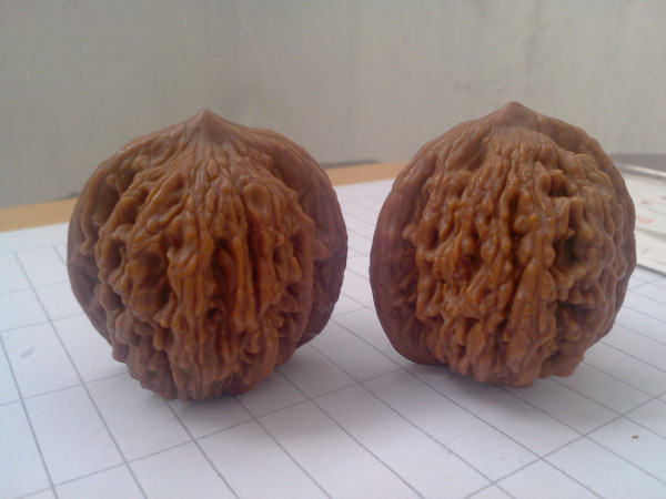 麻核桃品種鑒別圖片     麻核桃的品種