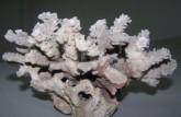 珊瑚化石值钱吗   珊瑚化石的价格