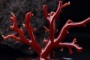 女人戴红珊瑚的寓意   红珊瑚怎么鉴别