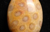 珊瑚玉怎么养更润     珊瑚玉的保养方法