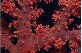 红珊瑚摆件 红珊瑚等级