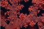 红珊瑚摆件 红珊瑚等级