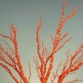 什么是草珊瑚_草珊瑚和红珊瑚的区别