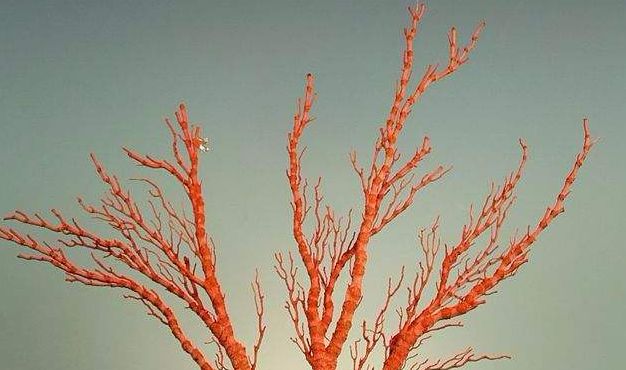 什么是草珊瑚_草珊瑚和红珊瑚的区别