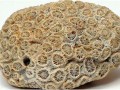 珊瑚化石目前在市场上有价值吗   珊瑚化石值钱吗