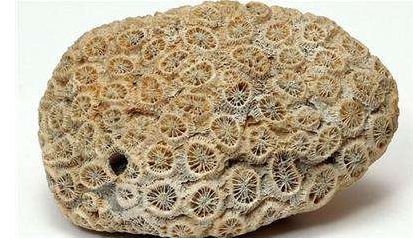 珊瑚化石目前在市场上有价值吗   珊瑚化石值钱吗
