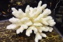 白珊瑚现在多少钱一克  白珊瑚的风水作用