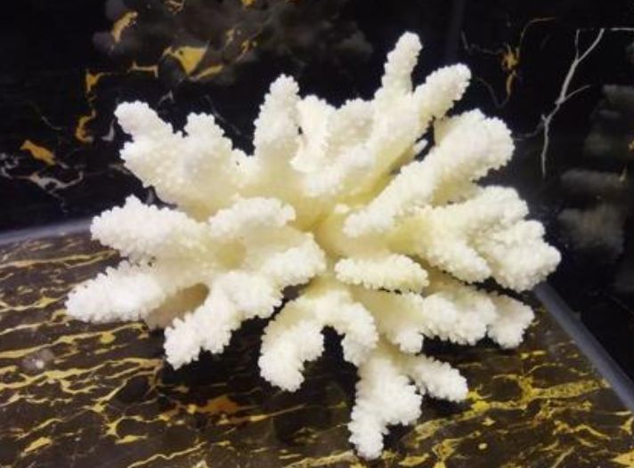 白珊瑚现在多少钱一克  白珊瑚的风水作用