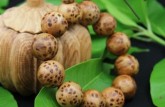 幾十塊的崖柏是真的嗎 崖柏市場價(jià)格