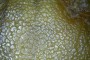 老蜜蠟風(fēng)化紋能造假嗎    老蜜蠟風(fēng)化紋是什么樣的