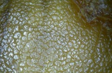 老蜜蜡风化纹能造假吗    老蜜蜡风化纹是什么样的