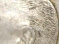 袁大頭三年o版無(wú)o詳解 袁大頭三年o版無(wú)o價(jià)格