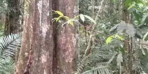 沉香树图片 沉香树是什么样子的