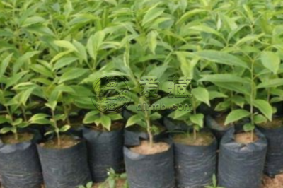 奇楠沉香苗多少一棵 奇楠沉香苗价格及种植方法