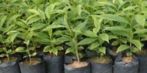 奇楠沉香苗多少一棵 奇楠沉香苗价格及种植方法