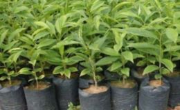 奇楠沉香苗多少一棵 奇楠沉香苗价格及种植方法
