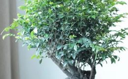 小葉紫檀盆景寓意 家里養(yǎng)小葉紫檀盆景有什么寓意