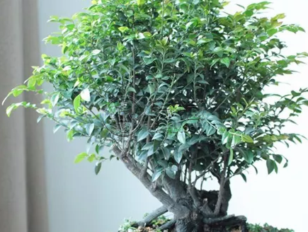 小叶紫檀盆景寓意 家里养小叶紫檀盆景有什么寓意