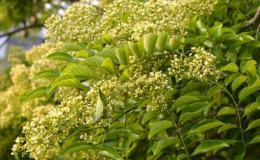 黃花梨樹的辨別方法 黃花梨樹特點