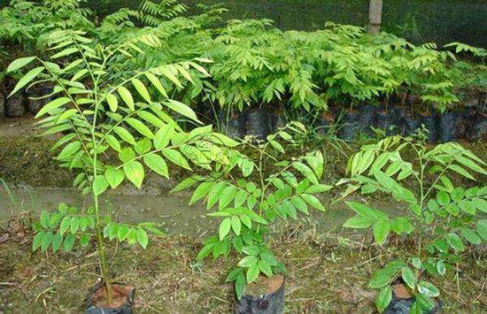 黄花梨树的辨别方法 黄花梨树特点