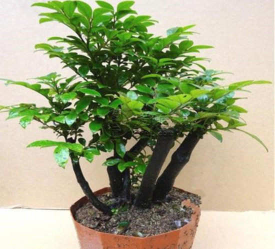 家里养小叶紫檀树好吗 小叶紫檀树价值
