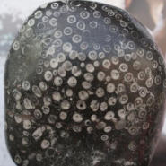 珊瑚化石一般值多少钱_收藏价值