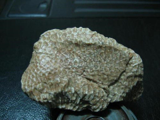 珊瑚化石一般值多少钱_收藏价值