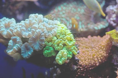 珊瑚怎样恢复光泽 珊瑚选购的技巧