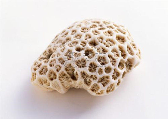 珊瑚石的功效和作用 珊瑚石的价值