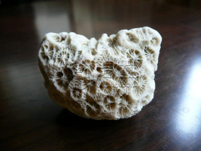珊瑚石的功效和作用 珊瑚石的价值