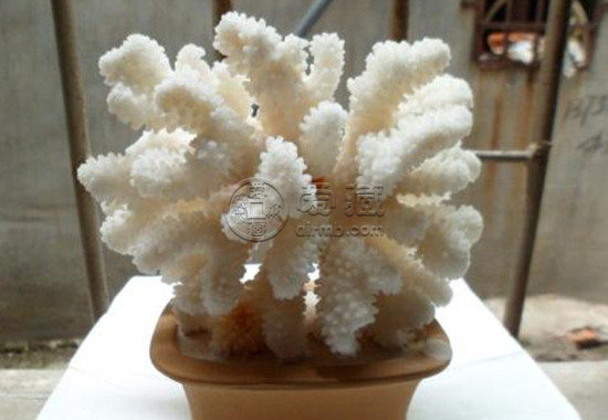 什么样的白珊瑚最值钱 白珊瑚价格是多少-第2张图片-趣盘玩
