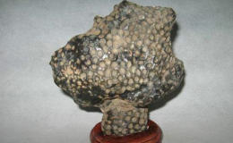 珊瑚化石图片及市场价格 珊瑚化石的由来