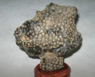 珊瑚化石图片及市场价格 珊瑚化石的由来